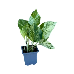 Marble Pothos Live Plant – 3 inch Nursery Pot – Variegated Indoor Houseplant - Image 4