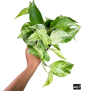 Marble Pothos Live Plant – 4 inch Pot – Variegated Indoor Houseplant - Image 3