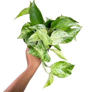 Marble Pothos Live Plant – 4 inch Pot – Variegated Indoor Houseplant - Image 1