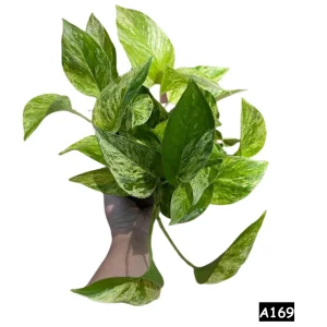 Marble Pothos Live Plant – 4 inch Pot – Variegated Indoor Houseplant - Image 6