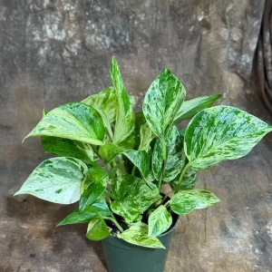 Marble Queen Pothos Live Plant – 4 inch Nursery Pot – Variegated Indoor Houseplant - Image 4