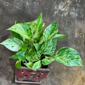 Marble Queen Pothos Live Plant – 4 inch Nursery Pot – Variegated Indoor Houseplant - Image 5