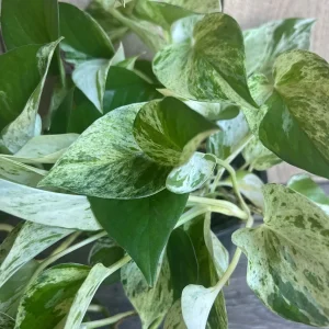 Marble Queen Pothos Live Plant – 6 inch Pot – Indoor Houseplant for Low Light - Image 3