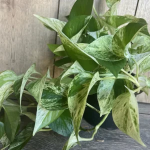 Marble Queen Pothos Live Plant – 6 inch Pot – Indoor Houseplant for Low Light - Image 4