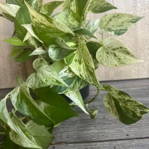 Marble Queen Pothos Live Plant – 6 inch Pot – Indoor Houseplant for Low Light - Image 7