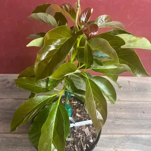 Marcus Pumpkin Avocado Tree - Grafted, Cold Hardy, 3 Gallon Pot - Image 2