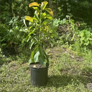 Maria Avocado Tree Live Plant – Grafted – 2 to 4 feet tall – Grow Your Own - Image 3