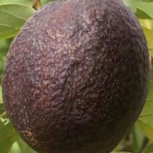 Maria Avocado Tree Live Plant – Grafted – 2 to 4 feet tall – Grow Your Own - Image 1