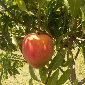 Marlys Mango Tree Grafted Live Plant – 2-4 Feet Tall – Fruit Producing - Image 1