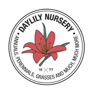 Marquee Moon Daylily Live Plant – Creamy White Flowers, Gold Edge – 1 Gallon Pot – Outdoor Perennial - Image 2