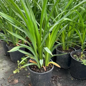 Marquee Moon Daylily Live Plant – Creamy White Flowers, Gold Edge – 1 Gallon Pot – Outdoor Perennial - Image 3