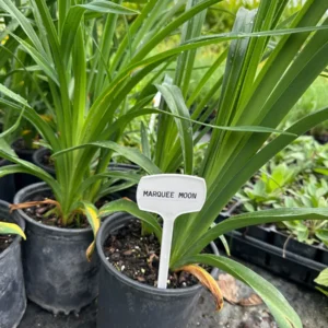 Marquee Moon Daylily Live Plant – Creamy White Flowers, Gold Edge – 1 Gallon Pot – Outdoor Perennial - Image 4