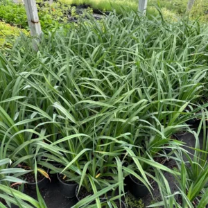 Marquee Moon Daylily Live Plant – Creamy White Flowers, Gold Edge – 1 Gallon Pot – Outdoor Perennial - Image 5