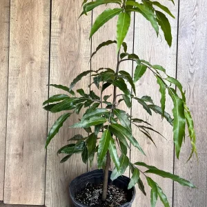 Mast Tree Polyalthia longifolia Live Plant – 3 Gallon Pot – Outdoor Evergreen - Image 3