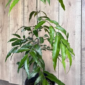 Mast Tree Polyalthia longifolia Live Plant – 3 Gallon Pot – Outdoor Evergreen - Image 4