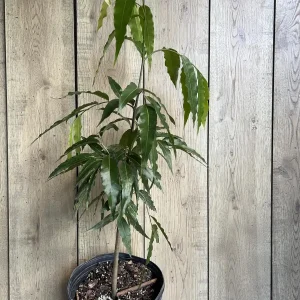 Mast Tree Polyalthia longifolia Live Plant – 3 Gallon Pot – Outdoor Evergreen - Image 6