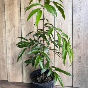 Mast Tree Polyalthia longifolia Live Plant – 3 Gallon Pot – Outdoor Evergreen - Image 7