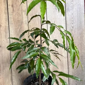 Mast Tree Polyalthia longifolia Live Plant – 3 Gallon Pot – Outdoor Evergreen - Image 8
