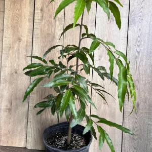 Mast Tree Polyalthia longifolia Live Plant – 3 Gallon Pot – Outdoor Evergreen - Image 9