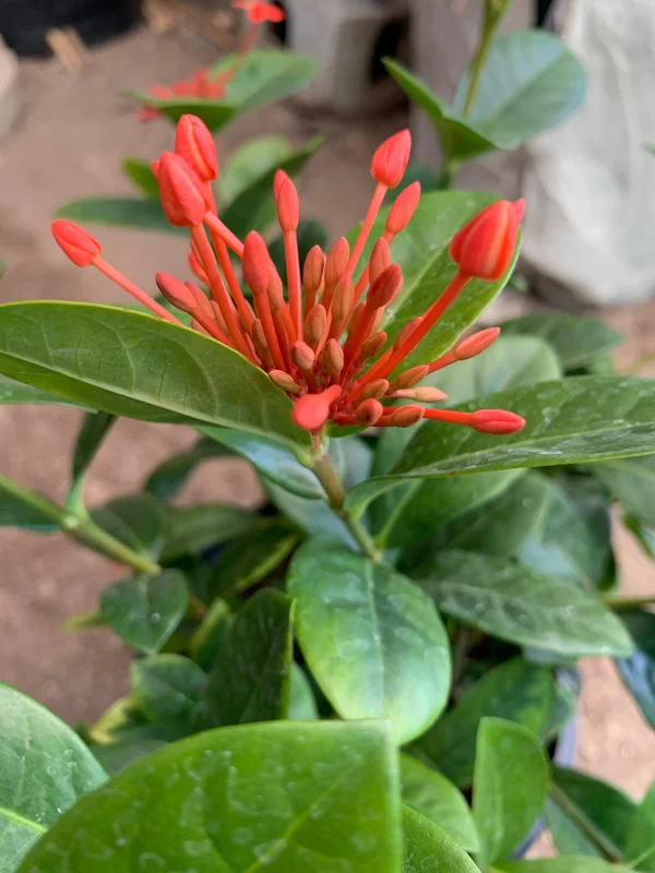 Maui Red Ixora Live Plant – 1ft Tall, 6in Pot, Tropical Shrub - Image 2