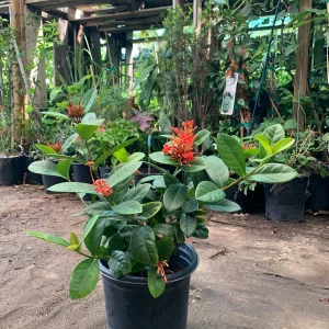 Maui Red Ixora Live Plant – 1ft Tall, 6in Pot, Tropical Shrub - Image 3