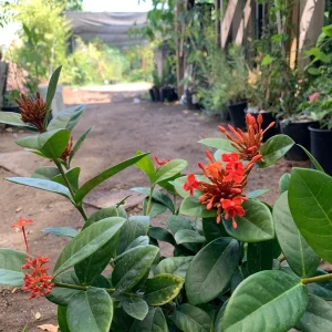 Maui Red Ixora Live Plant – 1ft Tall, 6in Pot, Tropical Shrub - Image 4