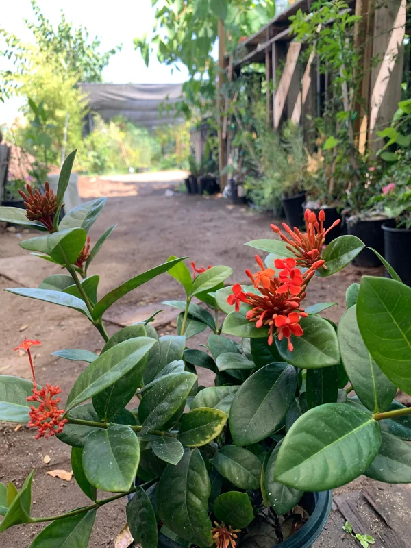 Maui Red Ixora Live Plant – 1ft Tall, 6in Pot, Tropical Shrub - Image 4