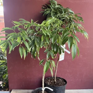 Mauritius Lychee Live Plant - Litchi chinensis Tree, 2-4 Feet Tall, Air Layered - Image 3