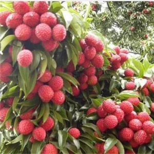 Mauritius Lychee Live Plant - Litchi chinensis Tree, 2-4 Feet Tall, Air Layered - Image 1