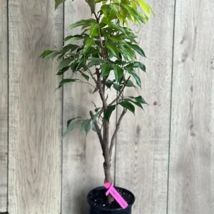 Mauritius Lychee Live Plant - Litchi chinensis Tree, 2-4 Feet Tall, Air Layered - Image 9