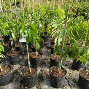 Mauritius Lychee Tree Live Plant – 3 Gallon Pot, 3 Feet Tall – Sweet Fruit - Image 2