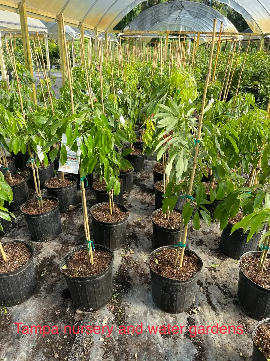 Mauritius Lychee Tree Live Plant – 3 Gallon Pot, 3 Feet Tall – Sweet Fruit - Image 2