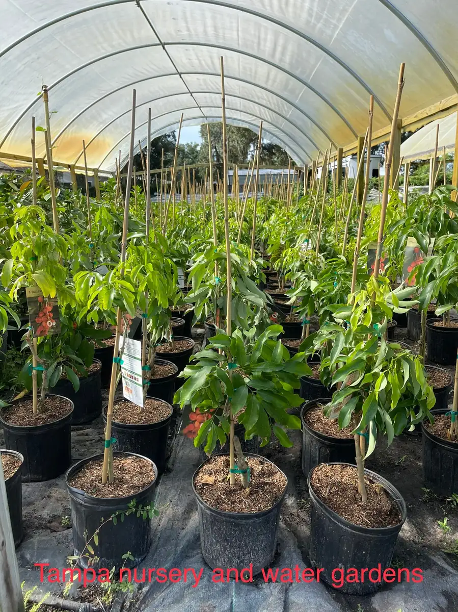 Mauritius Lychee Tree Live Plant – 3 Gallon Pot, 3 Feet Tall – Sweet Fruit - Image 3