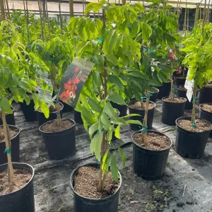 Mauritius Lychee Tree Live Plant – 3 Gallon Pot, 3 Feet Tall – Sweet Fruit - Image 1