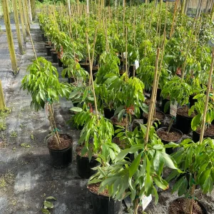 Mauritius Lychee Tree Live Plant – 3 Gallon Pot, 3 Feet Tall – Sweet Fruit - Image 4