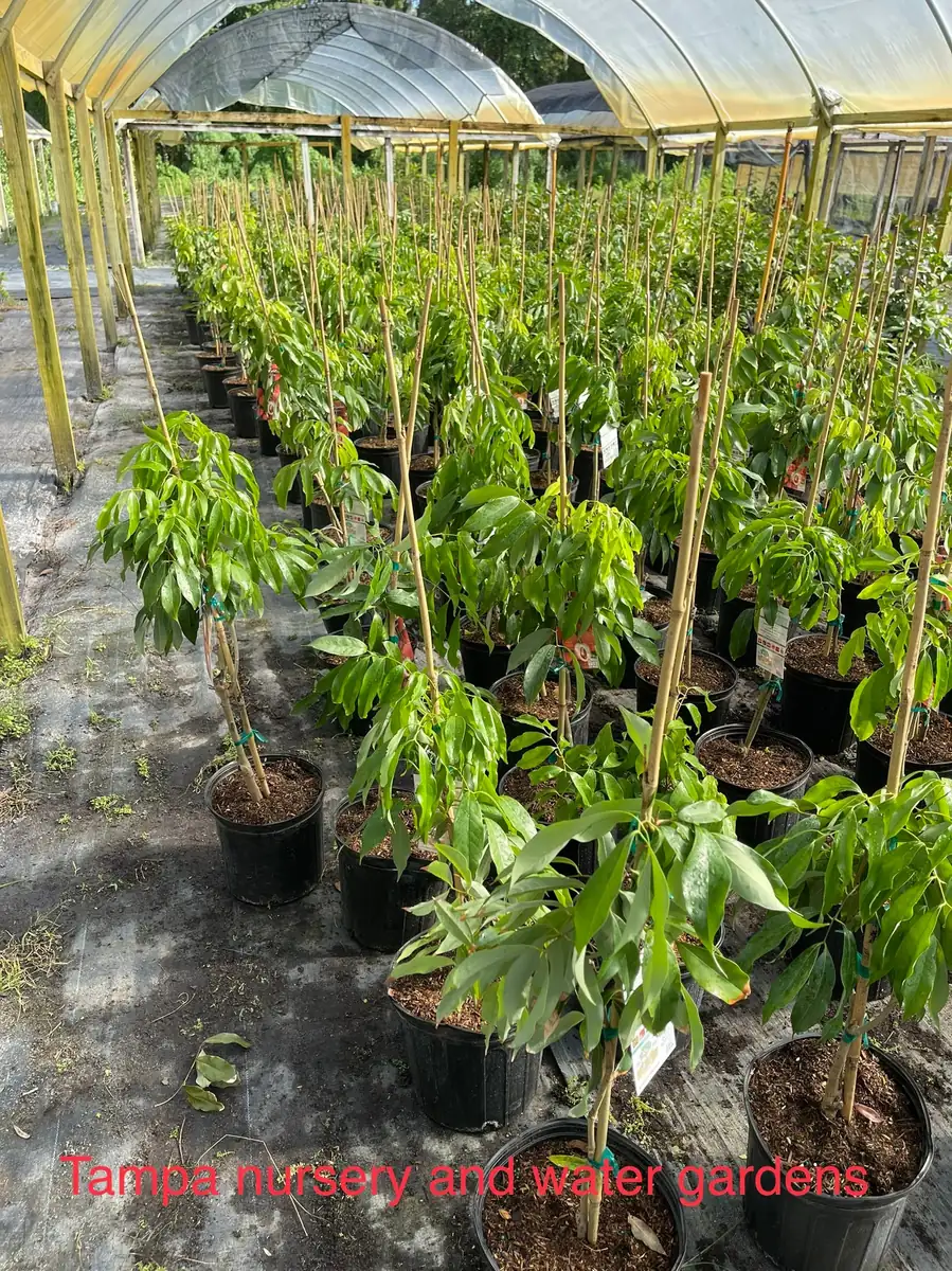 Mauritius Lychee Tree Live Plant – 3 Gallon Pot, 3 Feet Tall – Sweet Fruit - Image 4