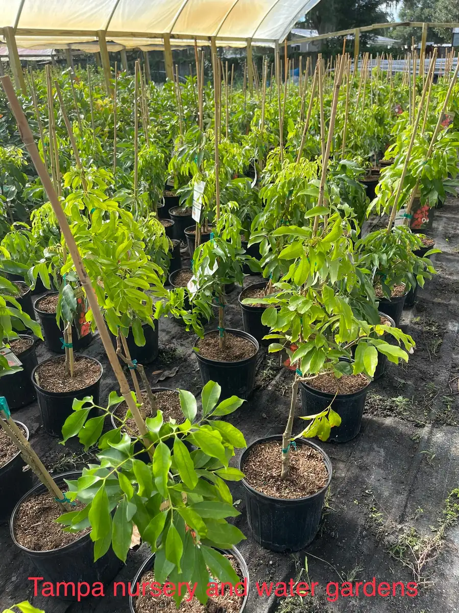 Mauritius Lychee Tree Live Plant – 3 Gallon Pot, 3 Feet Tall – Sweet Fruit - Image 5