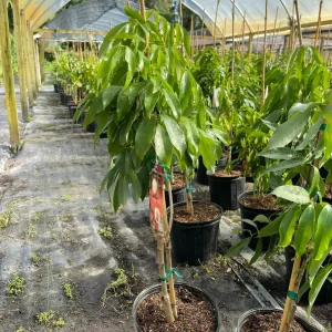 Mauritius Lychee Tree Live Plant – 3 Gallon Pot, 3 Feet Tall – Sweet Fruit - Image 6