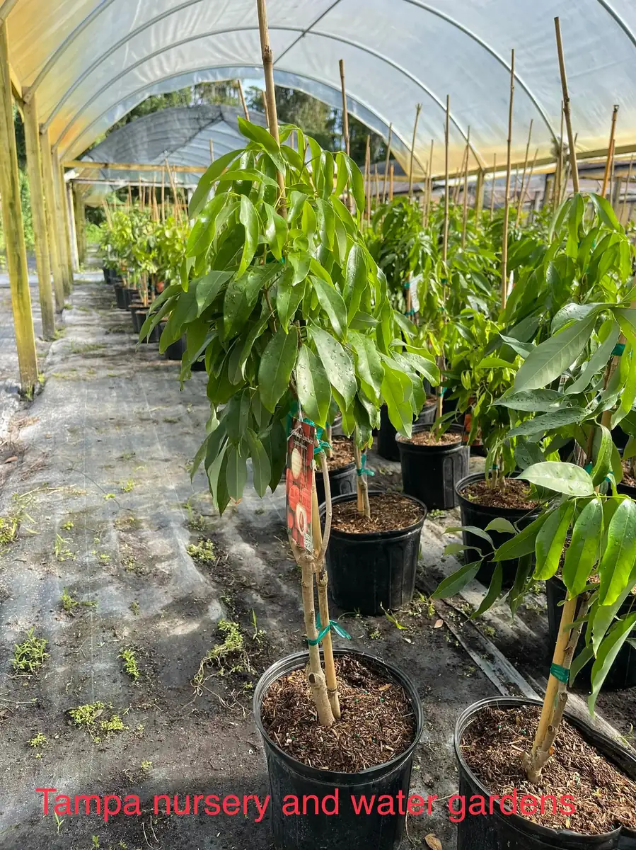 Mauritius Lychee Tree Live Plant – 3 Gallon Pot, 3 Feet Tall – Sweet Fruit - Image 6