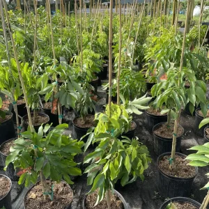 Mauritius Lychee Tree Live Plant – 3 Gallon Pot, 3 Feet Tall – Sweet Fruit - Image 7