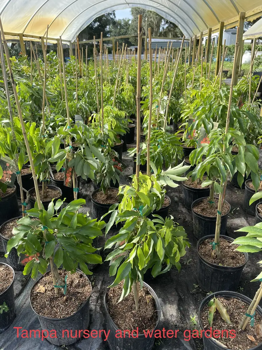 Mauritius Lychee Tree Live Plant – 3 Gallon Pot, 3 Feet Tall – Sweet Fruit - Image 7