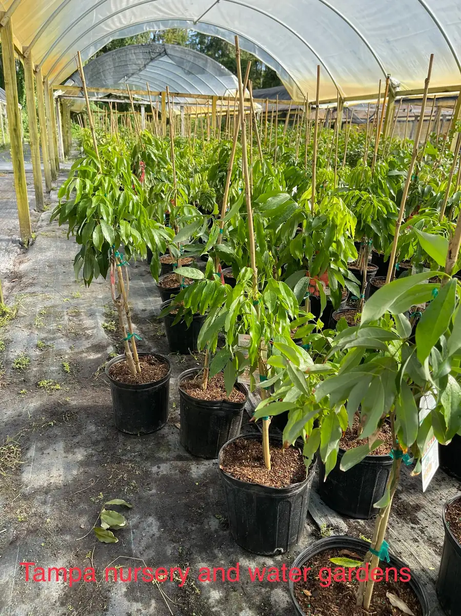 Mauritius Lychee Tree Live Plant – 3 Gallon Pot, 3 Feet Tall – Sweet Fruit - Image 8