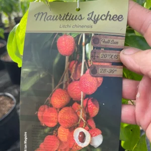 Mauritius Lychee Tree Live Plant – 3 Gallon Pot, 3 Feet Tall – Sweet Fruit - Image 9