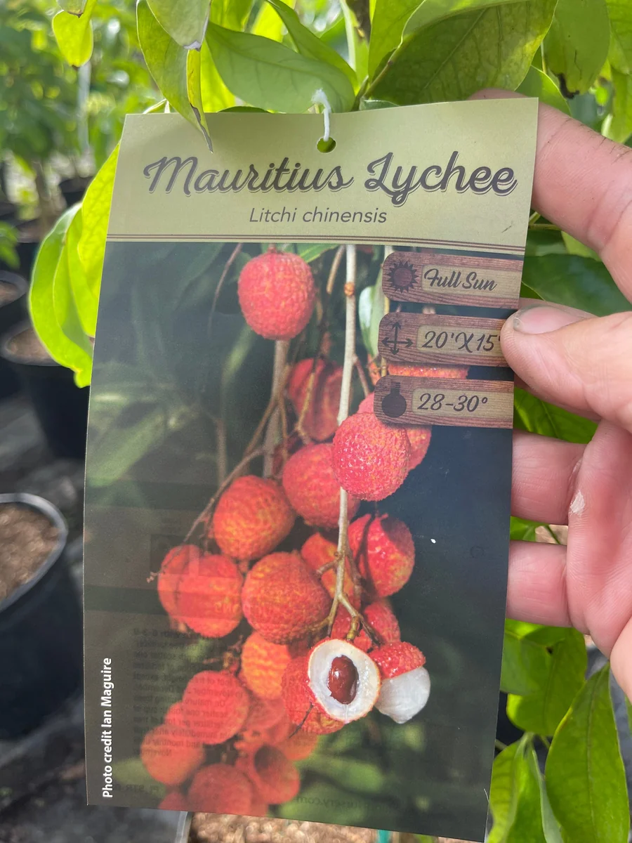Mauritius Lychee Tree Live Plant – 3 Gallon Pot, 3 Feet Tall – Sweet Fruit - Image 9