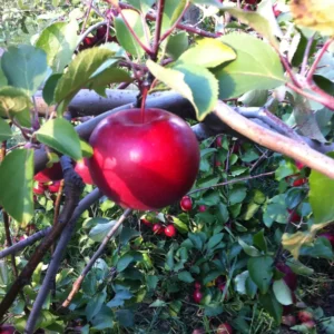 McIntosh Apple Tree Bareroot Live Plant - 2-3 ft Tall Fruiting Tree, Outdoor - Image 2