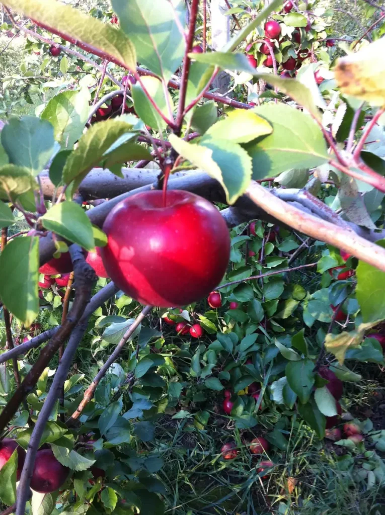 McIntosh Apple Tree Bareroot - 2-3 ft Tall - Malus domestica
