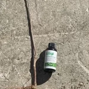 McIntosh Apple Tree – Live Bareroot Plant – 2-3 ft Tall – Outdoor Fruit Tree - Image 2