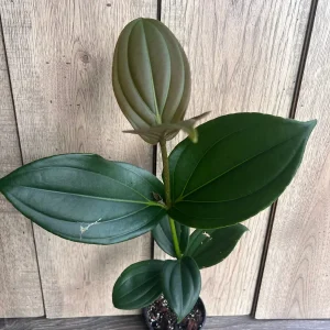 Medinilla Myriantha Live Plant - Malaysian Grapes - 4 inch Pot - Indoor Tropical - Image 2