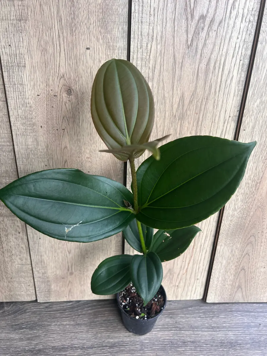 Medinilla Myriantha Live Plant - Malaysian Grapes - 4 inch Pot - Indoor Tropical - Image 2