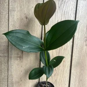 Medinilla Myriantha Live Plant - Malaysian Grapes - 4 inch Pot - Indoor Tropical - Image 3